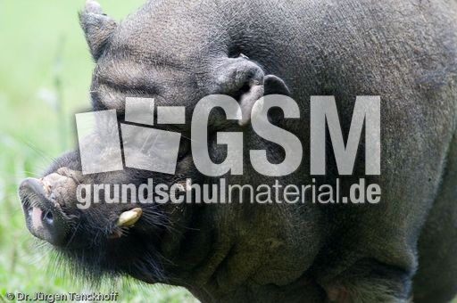 Hängebauchschwein (37 von 37).jpg